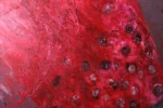 Rooted - Image 7